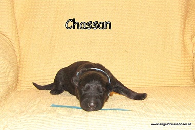 Chassan, 1 week